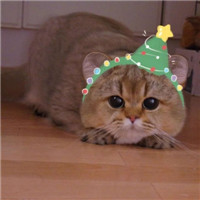 可爱的猫咪情侣头像