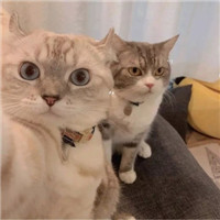 可爱的猫咪情侣头像