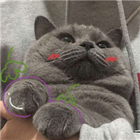 可爱的猫咪情侣头像