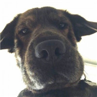 可爱的猫咪情侣头像