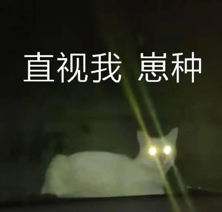 猫咪骂骂咧咧表情包