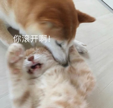 猫咪骂骂咧咧表情包