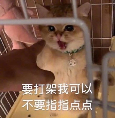 猫咪骂骂咧咧表情包
