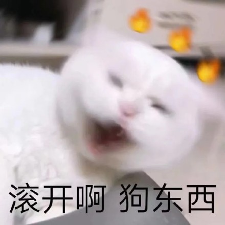猫咪骂骂咧咧表情包