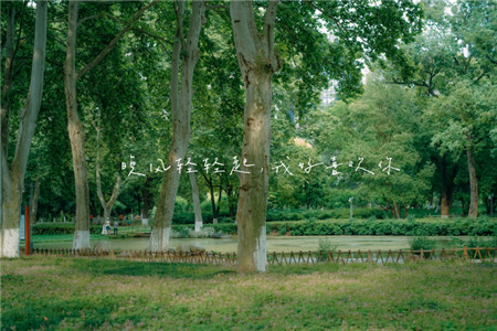 夏日治愈系护眼微信朋友圈配图