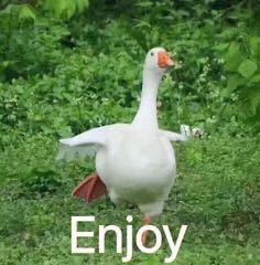 微信近期斗图恶搞表情2020/8/21