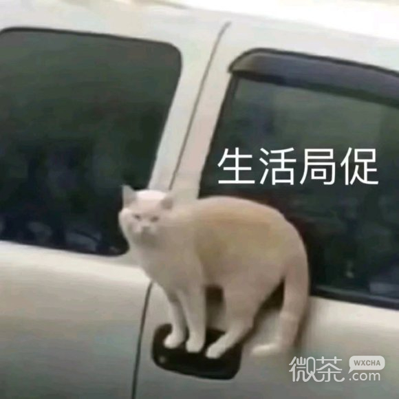 微信近期斗图恶搞表情2020/8/22
