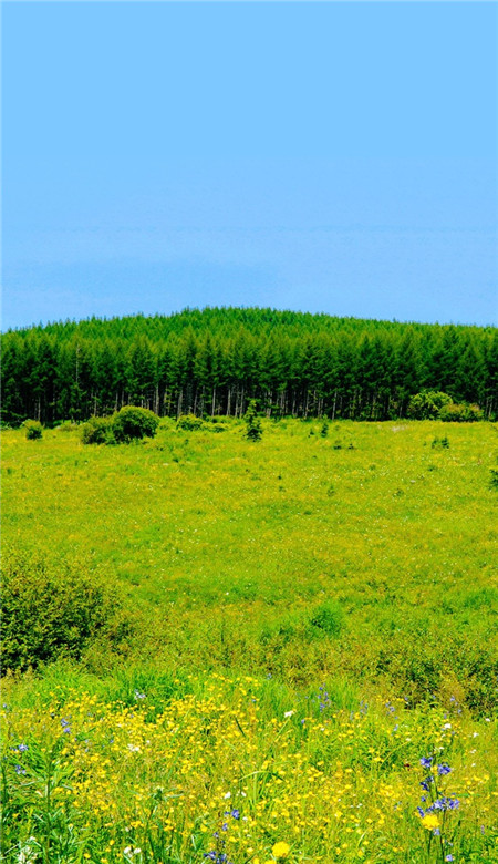 小清新微信聊天背景