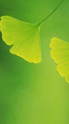 小清新微信聊天背景