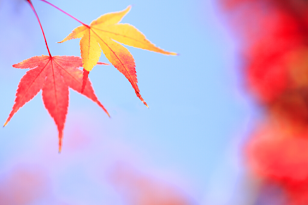 文艺唯美的简约微信相册封面图