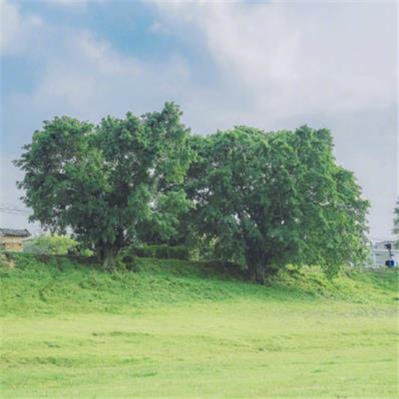 夏日景色小清新唯美图片