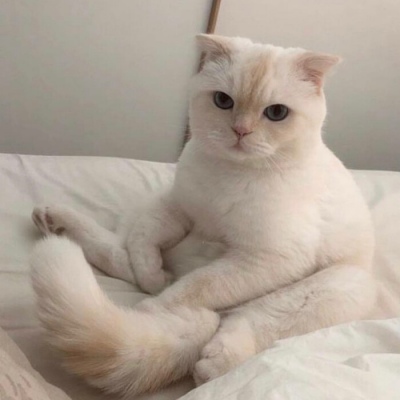 搞怪可爱的微信猫咪头像