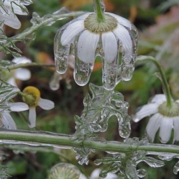 治愈系绿色护眼的微信聊天背景图