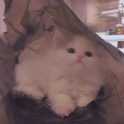 搞怪可爱的微信猫咪头像