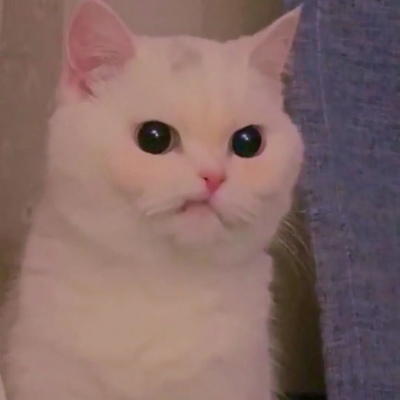 搞怪可爱的微信猫咪头像