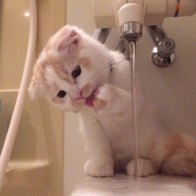 搞怪可爱的微信猫咪头像