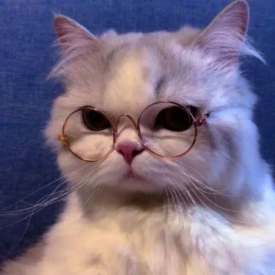 搞怪可爱的微信猫咪头像