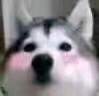 微信近期斗图恶搞表情2020/8/26