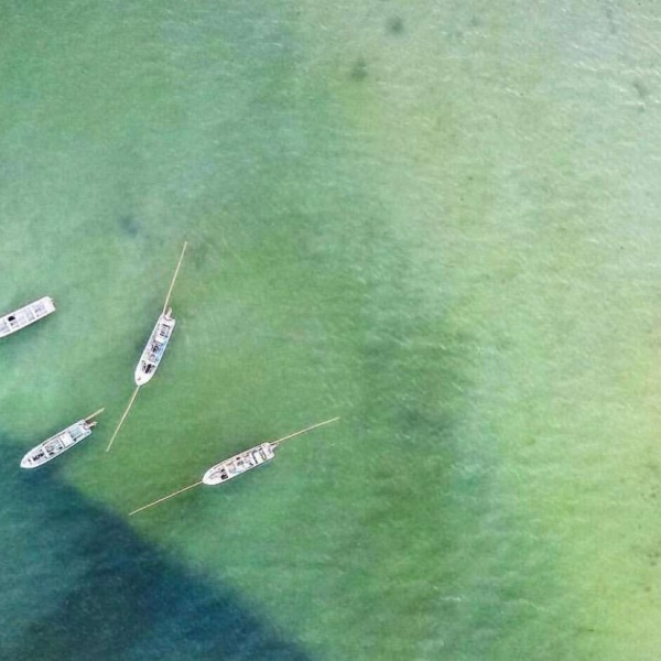 治愈系绿色护眼的微信聊天背景图