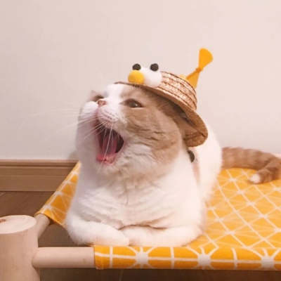 搞怪可爱的微信猫咪头像