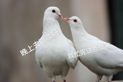 关于鸽子的搞笑微信表情包