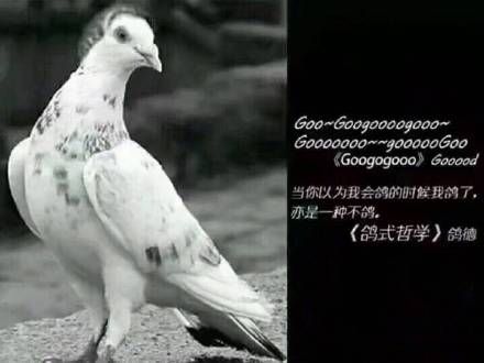 关于鸽子的搞笑微信表情包