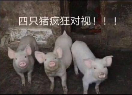 给我看看微信聊天表情包