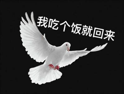 关于鸽子的搞笑微信表情包