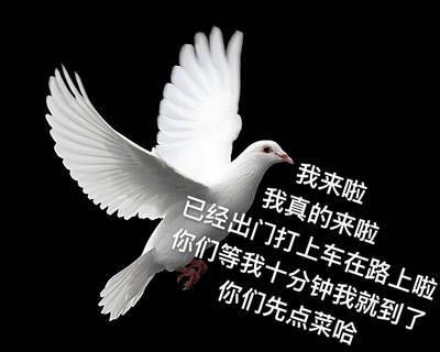 关于鸽子的搞笑微信表情包