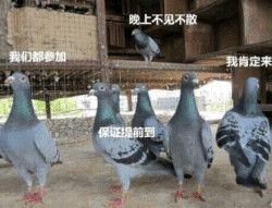 关于鸽子的搞笑微信表情包