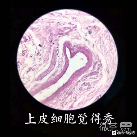 给我看看微信聊天表情包
