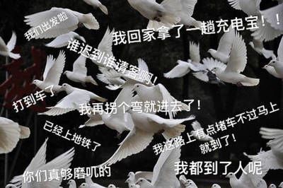 关于鸽子的搞笑微信表情包