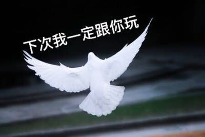 关于鸽子的搞笑微信表情包