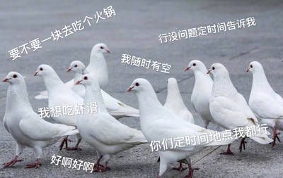 关于鸽子的搞笑微信表情包
