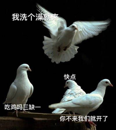 关于鸽子的搞笑微信表情包