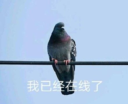 关于鸽子的搞笑微信表情包