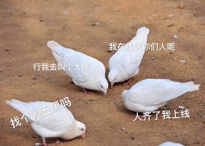 关于鸽子的搞笑微信表情包