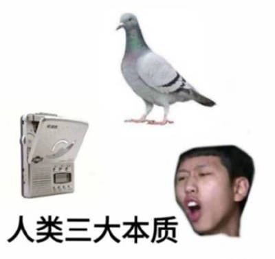 关于鸽子的搞笑微信表情包