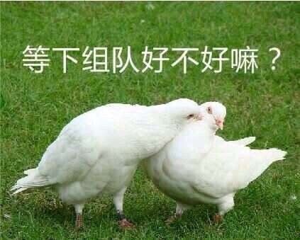 关于鸽子的搞笑微信表情包