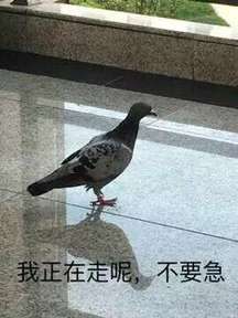 关于鸽子的搞笑微信表情包