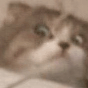 聊天微信表情包