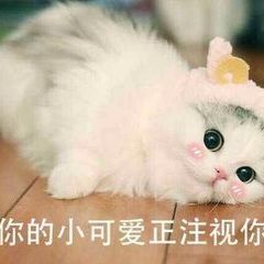 猫咪带字可爱搞笑微信表情包