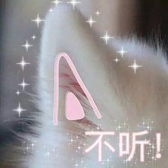 猫咪带字可爱搞笑微信表情包