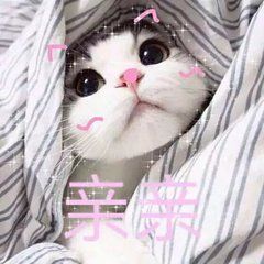 猫咪带字可爱搞笑微信表情包