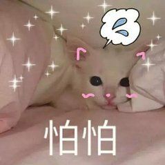 猫咪带字可爱搞笑微信表情包