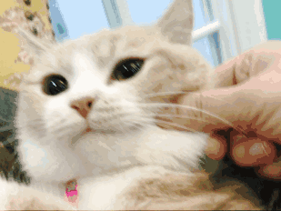 不屑微信聊天斗图表情包