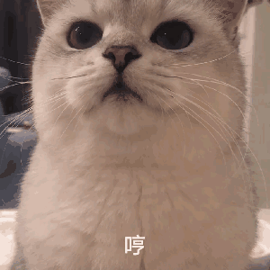 不屑微信聊天斗图表情包