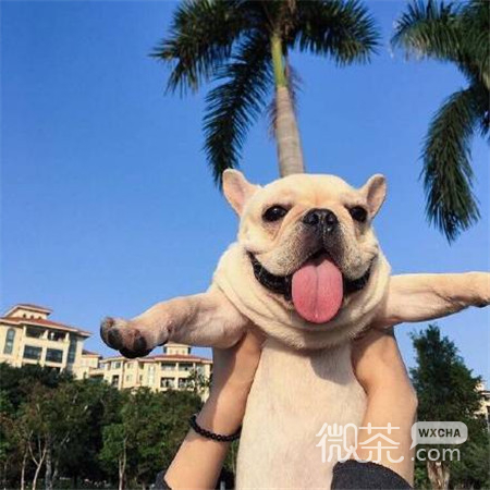 朋友圈背景图搞笑图片