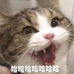 不屑微信聊天斗图表情包