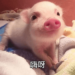 嗨呀动态微信表情包